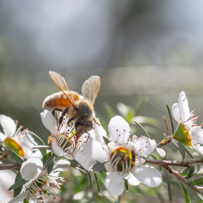 bees on manuka flowers