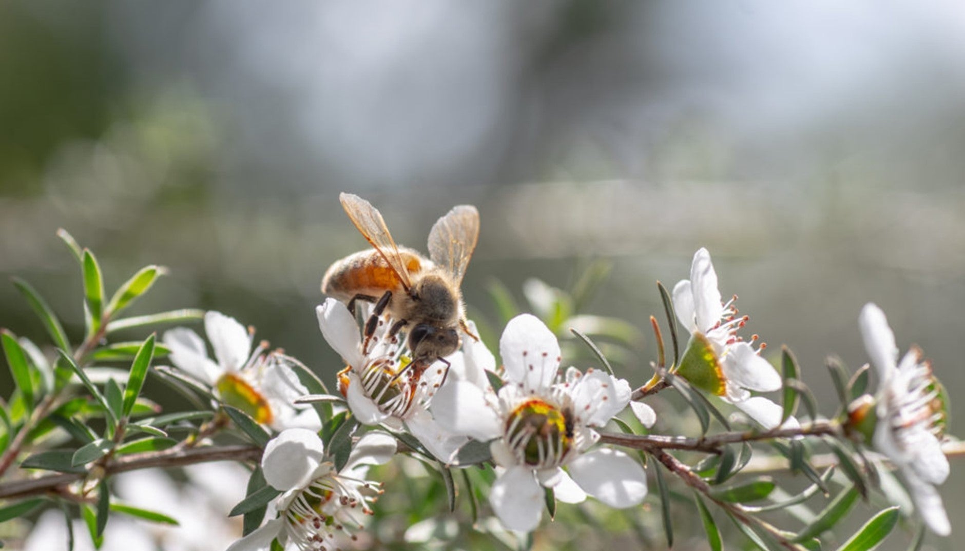 Honey bee on Manuka flowers