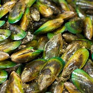 New Zealand green lipped mussels
