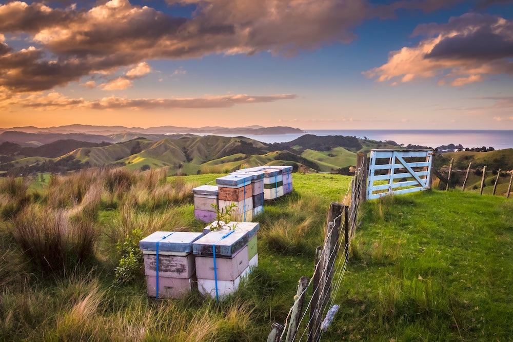 Does Manuka Honey Help Eczema?