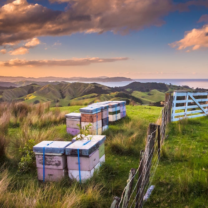Does Manuka Honey Help Eczema?