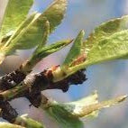 The Healing Power of Plant Buds