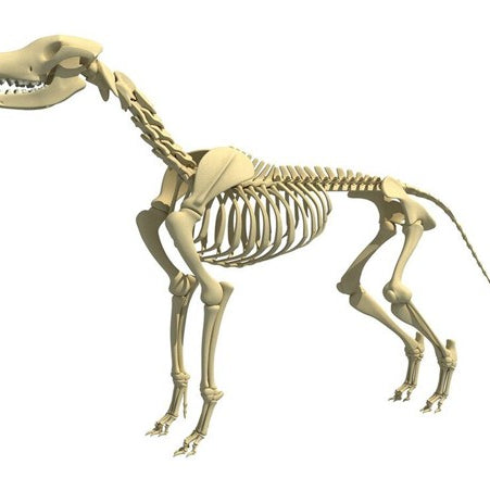 Puppy Skeleton