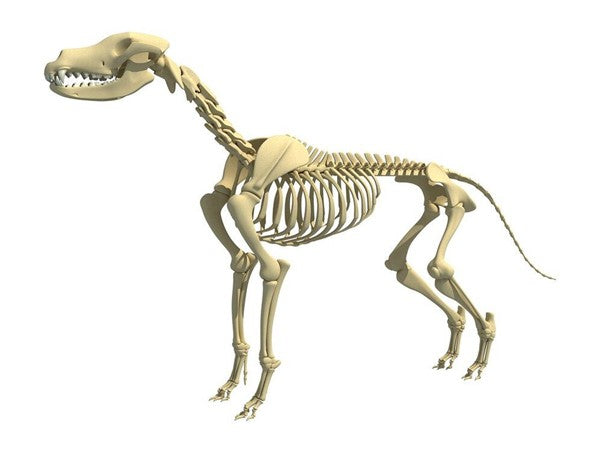 Puppy Skeleton