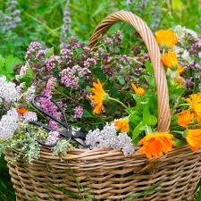 Some Medicinal Plants of Great Interest in Herbal Medicine
