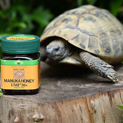 Turtles, longevity and manuka honey