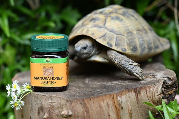 Turtles and beekeepers hold the same answer about the longevity formula: Part 1