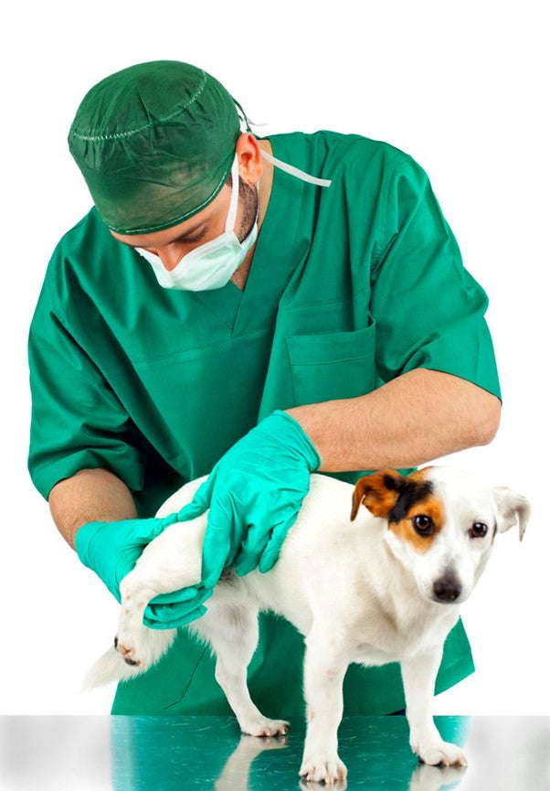 vet with dog