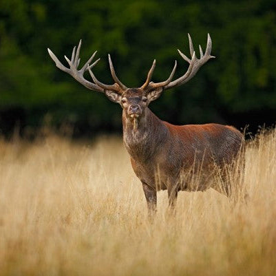 Deer Velvet Antler: An Ancient Wellness Tradition for Modern Life