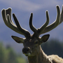 Deer Velvet Antler- Ancient Health Tonic for Joints, Vitality and More