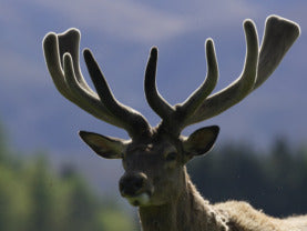 Deer Velvet Antler- Ancient Health Tonic for Joints, Vitality and More