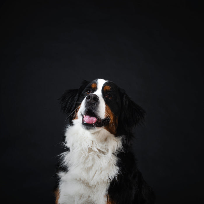 Green-Lipped Mussel for Dogs | Joint Support & Mobility Benefits